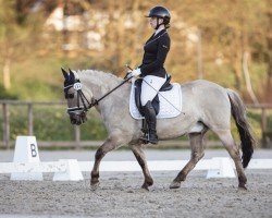 dressage horse Freddy de Luxe (Konik, 2013)
