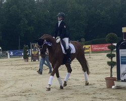 dressage horse Valentino 370 (Westphalian, 2011, from Vitalis)