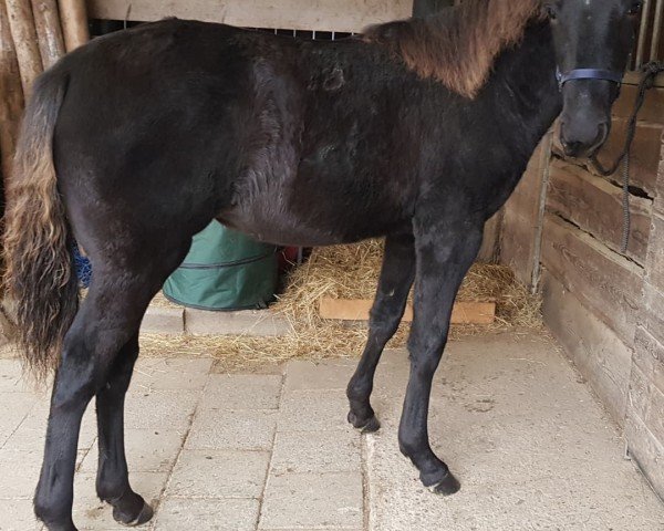 broodmare SL Sweet Serenade (Rocky Mountain Horse, 2024)