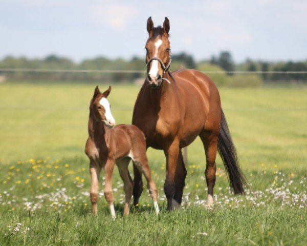 foal by Ebby Fly HP (Hanoverian, 2025, from Ermitage Kalone)