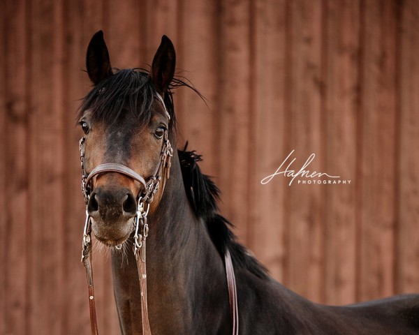 dressage horse Ranee d'Or (Swiss Warmblood, 2019, from For Gold OLD)