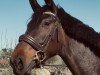 jumper Pocahontas (Holsteiner, 2022, from Diego de Semilly)