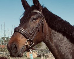 jumper Pocahontas (Holsteiner, 2022, from Diego de Semilly)