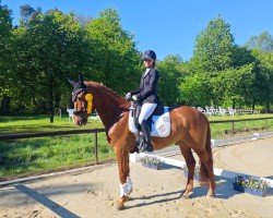 dressage horse I mog ihn (Rhinelander, 2010, from Imparo)