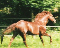 Deckhengst Imperialena (Quarter Horse, 1986, von Doc OLena)