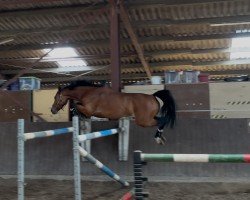 horse Lolypop ZV (German Riding Pony, 2020, from Best Boy)