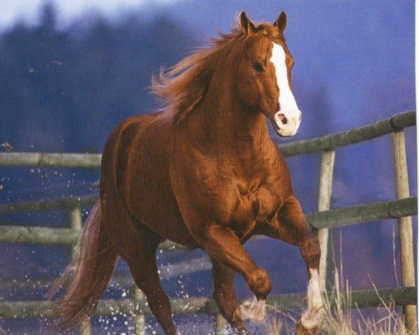 Deckhengst Grays Jay (Quarter Horse, 1994, von Grays Starlight)