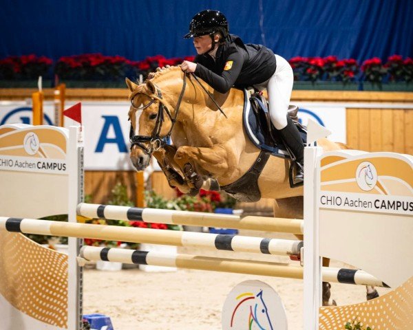 broodmare Kiwi Royal (German Riding Pony, 2014, from Kastanienhof Cockney Cracker)