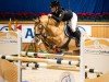 broodmare Kiwi Royal (German Riding Pony, 2014, from Kastanienhof Cockney Cracker)