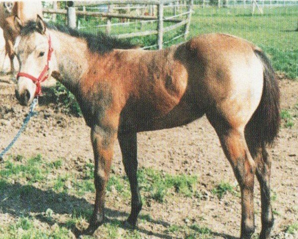 horse Betty (Quarter Horse, 1996, from Exclusively Par)