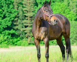 jumper Schokolade (Trakehner, 2007, from Easy Game)
