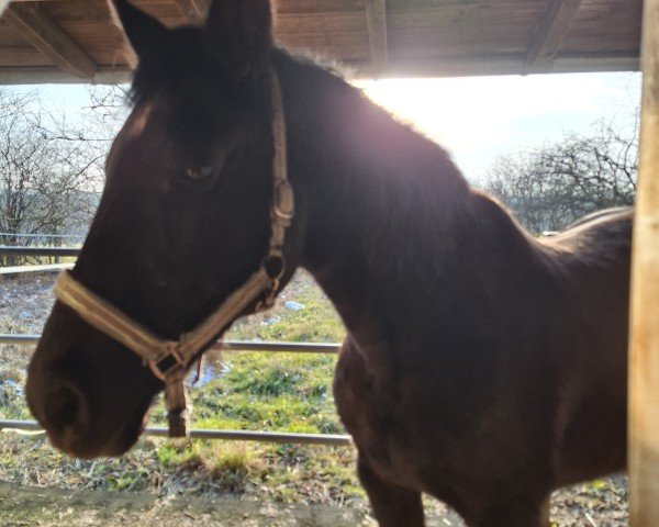 broodmare Starlight (Bavarian, 2002, from Alvarez)