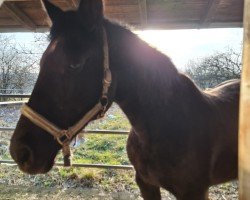 broodmare Starlight (Bavarian, 2002, from Alvarez)