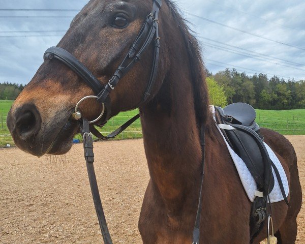 dressage horse Sir Chocolate 4 (Bavarian, 2004, from Sandro Hit)