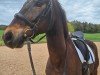 dressage horse Sir Chocolate 4 (Bavarian, 2004, from Sandro Hit)