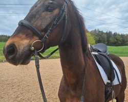 dressage horse Sir Chocolate 4 (Bavarian, 2004, from Sandro Hit)