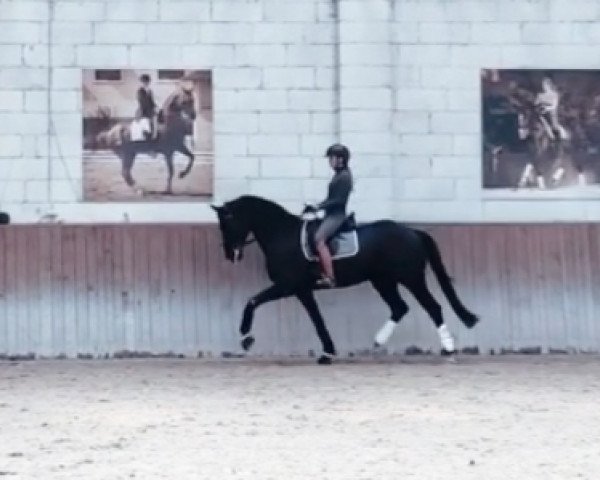stallion Tanzgold (Trakehner, 2015, from Schwarzgold)