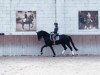 stallion Tanzgold (Trakehner, 2015, from Schwarzgold)