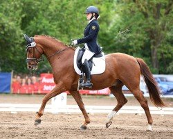 Dressurpferd Dresscode Red LS (Deutsches Sportpferd, 2014, von Don Corazon)