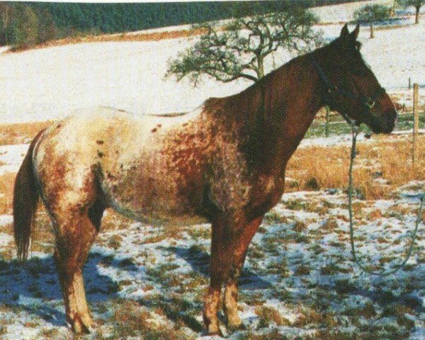 Pferd Juster (Appaloosa, 1990, von Ev's Red Baron)