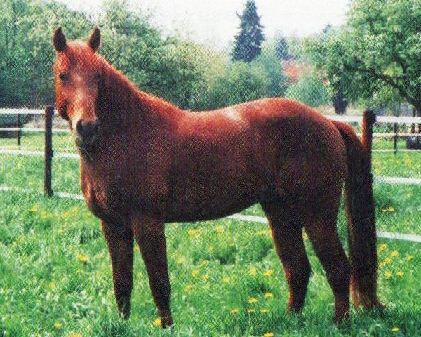 horse Spice (Quarter Horse, 1994, from Taps A Bar)