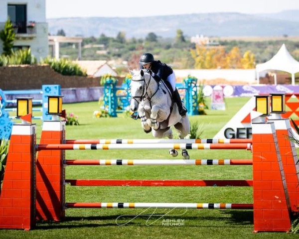 jumper Cherokee (KWPN (Royal Dutch Sporthorse), 2007, from VDL Cardento 933)