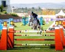 Springpferd Cherokee (KWPN (Niederländisches Warmblut), 2007, von VDL Cardento 933)