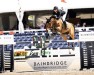 jumper Stylehaul (Zangersheide riding horse, 2009, from Baloubet du Rouet)