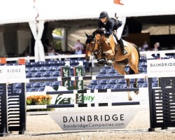 jumper Stylehaul (Zangersheide riding horse, 2009, from Baloubet du Rouet)