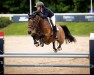 jumper Joy Nonstop vd Moorkeshoeve (Belgian Warmblood, 2009, from Nonstop)