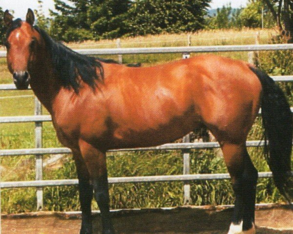 horse Freckles Chex Olena (Quarter Horse, 1997, from Pauli OLena)