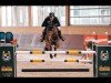 Springpferd Lord of The Dance 37 (Oldenburger, 2007, von Lord Pezi)