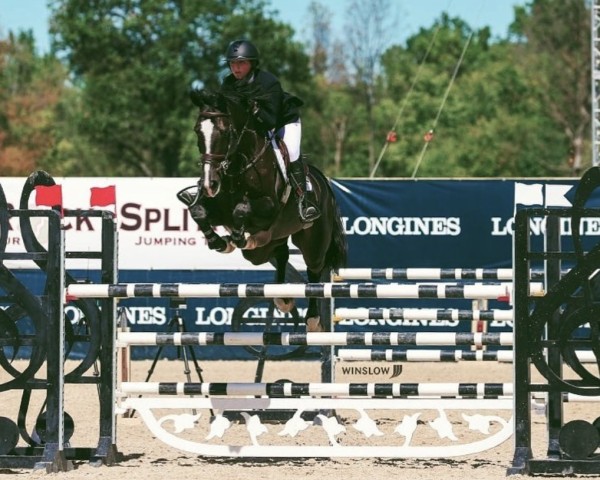Springpferd Grinda (KWPN (Niederländisches Warmblut), 2011, von Cantos)