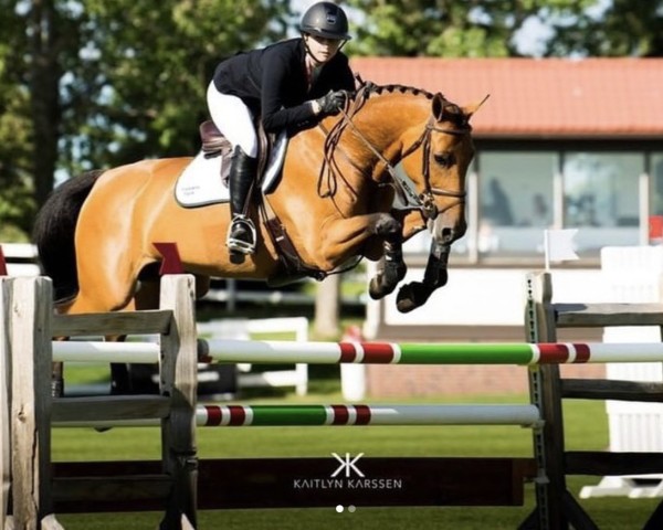 jumper Grace (KWPN (Royal Dutch Sporthorse), 2011, from Indoctro)