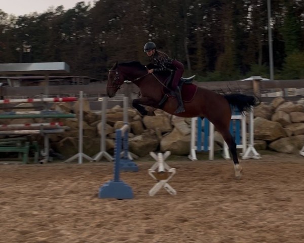 jumper Sarino 33 (Zweibrücken, 2012, from Shirkan Z)