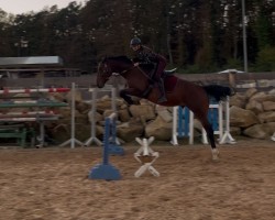 Springpferd Sarino 33 (Zweibrücker, 2012, von Shirkan Z)