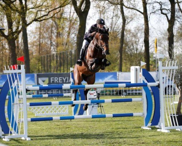stallion Charisma Z (Zangersheide riding horse, 2009, from Calato)