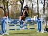 stallion Charisma Z (Zangersheide riding horse, 2009, from Calato)