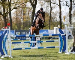 stallion Charisma Z (Zangersheide riding horse, 2009, from Calato)
