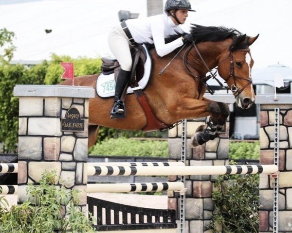 jumper Hodine (KWPN (Royal Dutch Sporthorse), 2012, from Zambesi TN)