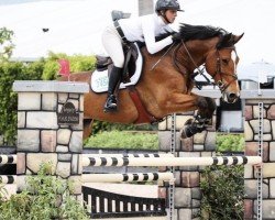 Springpferd Hodine (KWPN (Niederländisches Warmblut), 2012, von Zambesi TN)