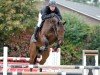 broodmare Dokyra Fortuna (KWPN (Royal Dutch Sporthorse), 2008, from Canturano I)