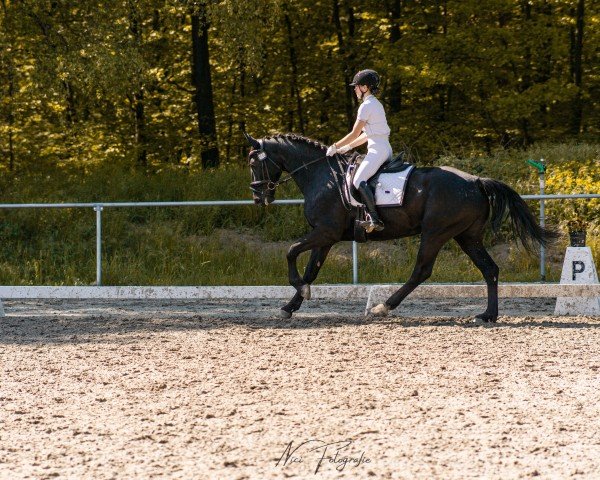 horse Edelweiß 18 (Sachs-door. Heavy Warmbl., 2020, from Volkmann)