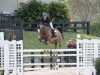 jumper Cocarie (KWPN (Royal Dutch Sporthorse), 2007, from Ad Unaniem)