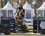 jumper Easton (Oldenburg show jumper, 2009, from Contender)