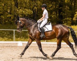 horse Skyline 108 (Sachs-door. Heavy Warmbl., 2020, from Elbcapitän)
