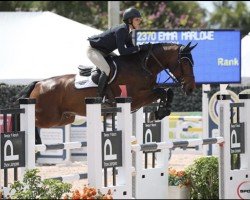 jumper Dartagnan (KWPN (Royal Dutch Sporthorse), 2008, from Douglas)