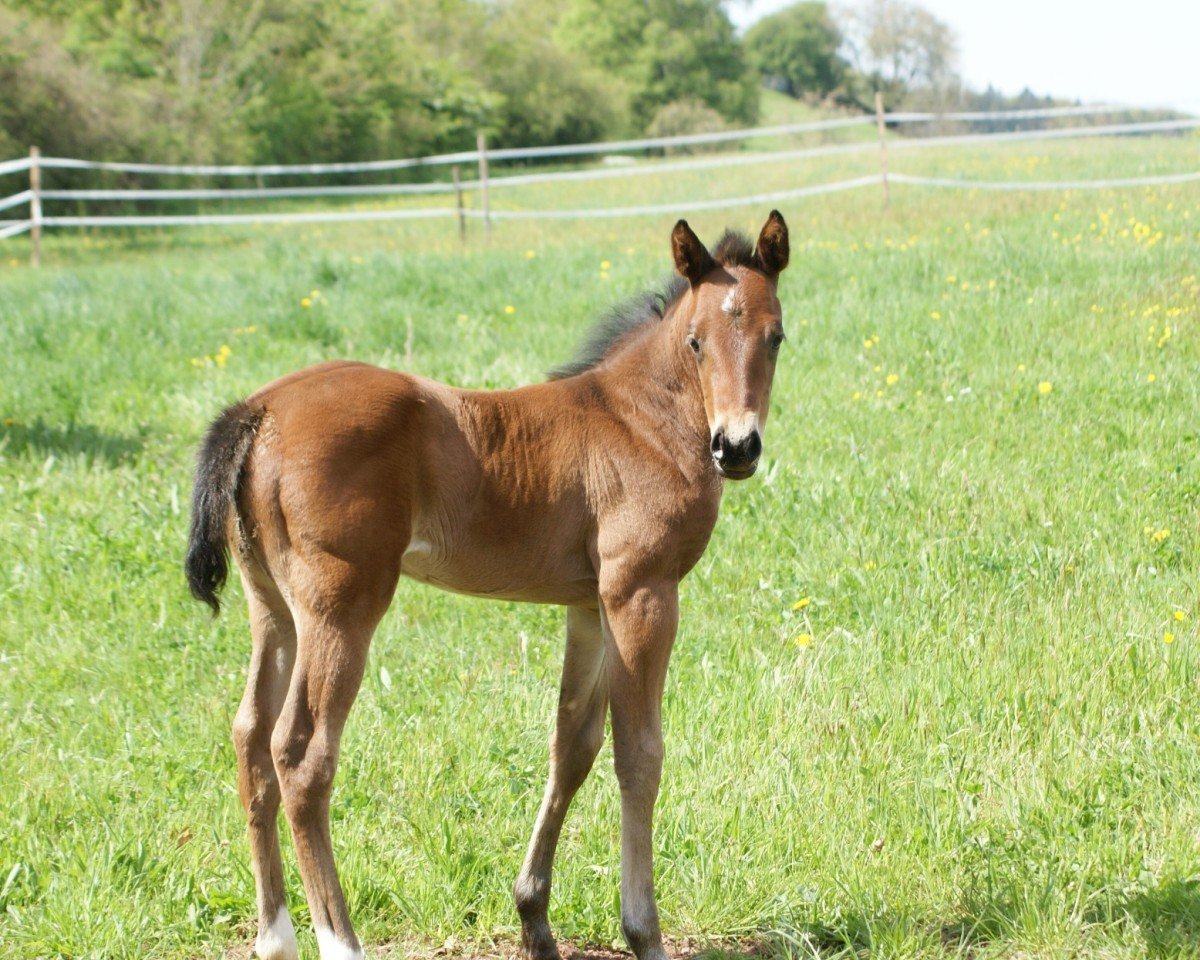 foal Katie Be Gunshine (Quarter Horse, 2025)