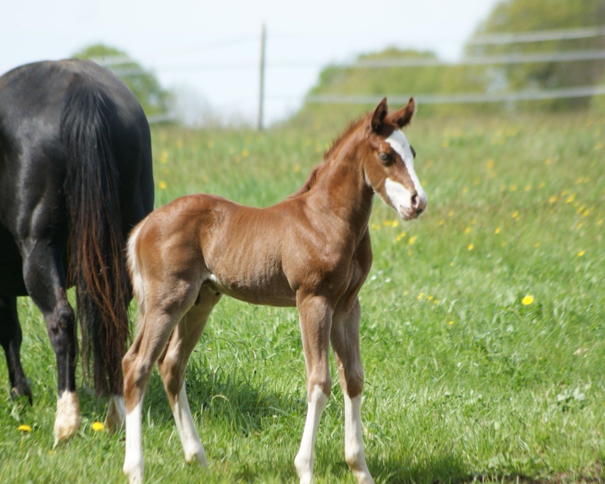 foal Diamond (Quarter Horse, 2025)