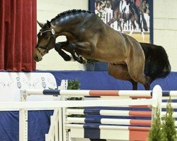 jumper Chalou (Oldenburg show jumper, 2021, from Conthalou)